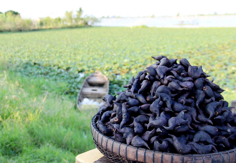 Người phụ nữ suýt mất mạng với món canh từ củ ấu tàu